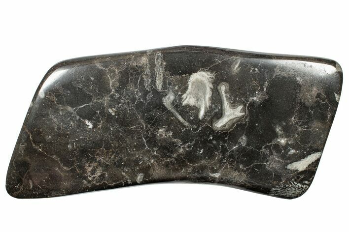 Polished Devonian Fossil Coral and Bryozoan Plate - Morocco #255612